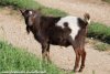 NIÑO des Tourelles - chevreau miniature aux yeux bleus