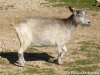 DHALIA - chèvre naine motte des Tourelles