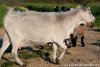 BLUE PEARL - chèvre extra-naine des Tourelles