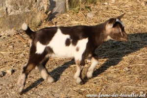 READY des Tourelles - chevreau miniature motte aux yeux bleus