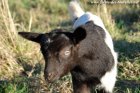 MONTY des Tourelles - chevreau semi-nain