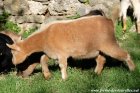 MIA - chèvre miniature des Tourelles