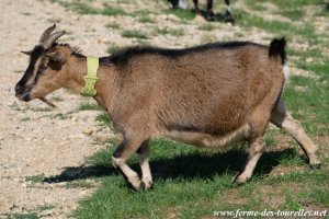 CHIPIE - chèvre miniature des Tourelles