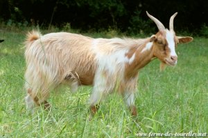 MAGESTINE - chèvre miniature à poils longs des Tourelles