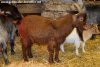 MERRY - chèvre semi-miniature des Tourelles