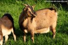 INDIA - chèvre miniature des Tourelles