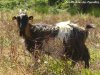 EDELWEISS - chèvre miniature à poils longs des Tourelles