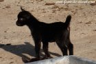 OLITA des Tourelles - chevrette miniature aux yeux bleus