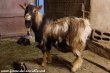 OBIWAN - bouc miniature motte marbré de la Ferme des Tourelles