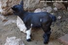 MAÏNA des Tourelles - chèvre miniature