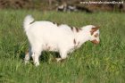 NABILA des Tourelles - chèvre miniature aux yeux bleus