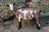 JOSEPHINE des Tourelles - chèvre Alpine JOSEPHINE des Tourelles - chèvre Alpine