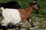 FLEUR de Vilpert - chèvre miniature extra-naine des Tourelles