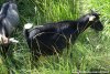 ILISSA - chèvre naine des Tourelles ILISSA - chèvre naine des Tourelles