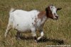 HELLINE des Tourelles - chèvre toy