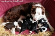 LIXIE et ses chiots Border Collie (non LOF) nés le 20/04/18