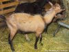 IDOINE des Tourelles - bouc Alpin motte IDOINE des Tourelles - bouc Alpin motte