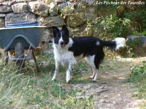 LEA - chienne Border Collie