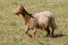 JALIA - chèvre miniature à poils longs des Tourelles
