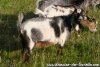 MESOTI des Tourelles - chèvre miniature aux yeux bleus