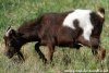 NIÑO des Tourelles - bouc miniature aux yeux bleus