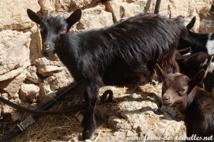 OPHRA des Tourelles - chèvre miniature aux yeux bleus