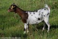 Chèvres et boucs miniatures pies sauvage dilué des Tourelles