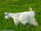 IMELLIS des Tourelles - chèvre miniature à poils longs