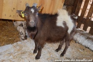 NIÑO des Tourelles - bouc miniature aux yeux bleus