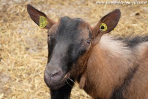 IDOINE des Tourelles - bouc Alpin motte