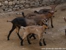 LARRY des Tourelles - chevreau Alpin