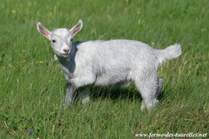 NINA des Tourelles - chèvre miniature