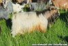 RASTA-ROCKET - bouc (semi)-miniature à poils longs