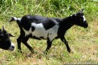 LIZZY des Tourelles - chèvre miniature / extra-naine