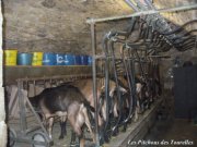 Chèvres Alpines des Tourelles en salle de traite