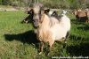 JUMP - bouc miniature au domaine des Tourelles