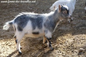 OANA des Tourelles - chèvre miniature aux yeux bleus