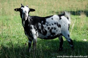 INAÏS - chèvre miniature dalmatienne des Tourelles