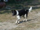 LEA - chienne Border Collie