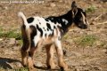 Naissances chèvres miniatures à la Ferme des Tourelles - 2021