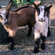 SINOU & SORAYA des Tourelles - chevreaux alpins