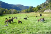 Prairie avec ânes miniatures des Tourelles