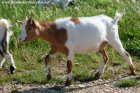 LALOU - chèvre miniature des Tourelles