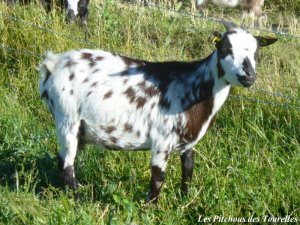 FRIPOUNE - chèvre mini-naine