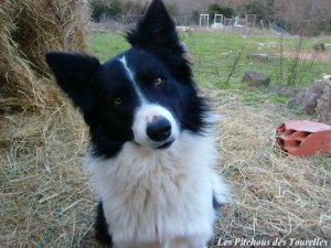 FOREST- chiot Border Collie