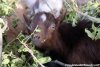 NIÑO des Tourelles - bouc miniature aux yeux bleus