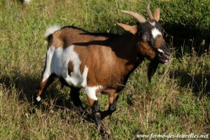 HEMILIE - chèvre miniature des Tourelles