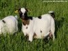 GYPSIE - chèvre miniature des Tourelles GYPSIE - chèvre extra-naine des Tourelles