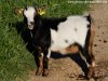 JOUPINETTE - chèvre extra-naine des Tourelles