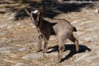 NEBULON des Tourelles - chevreau miniature